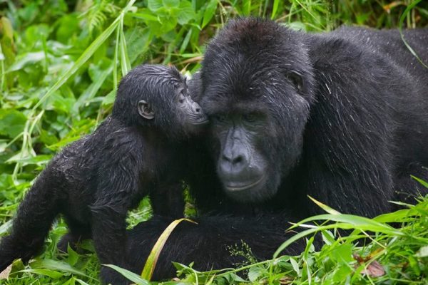 Mgahinga Gorilla National Park Mgahinga Gorilla National Park