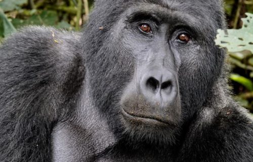 Mgahinga Gorilla National Park Uganda