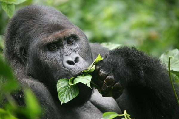 Mountain Gorilla trekking in Congo