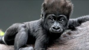 Rwanda safari Gorillas