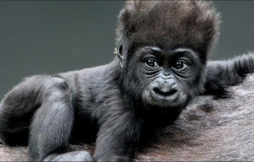 Rwanda safari Gorillas