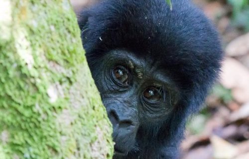 Uganda Gorilla Trekking Safari Itinerary