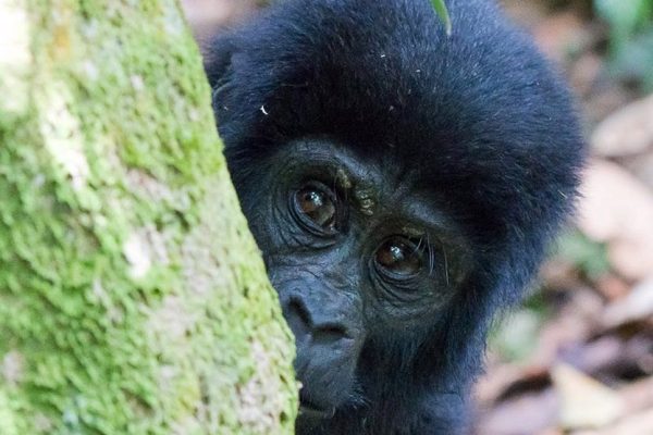 Uganda Gorilla Trekking Safari Itinerary