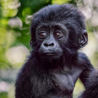 3 Days Luxury Uganda Gorilla Safari Bwindi