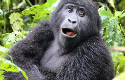 5 Days Fly in Safari to Bwindi Impenetrable & Queen Elizabeth National Park Uganda