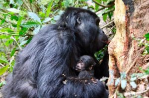 8 Days Uganda Fly in tour Bwindi, Queen Elizabeth & Kidepo National Park