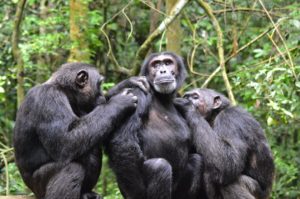 Chimpanzee trekking Safari Uganda