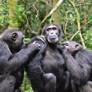 Chimpanzee trekking Safari Uganda