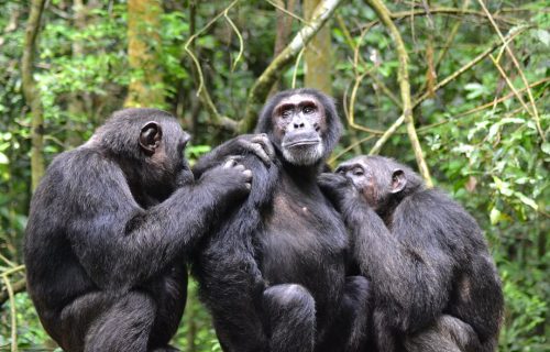 Chimpanzee trekking Safari Uganda