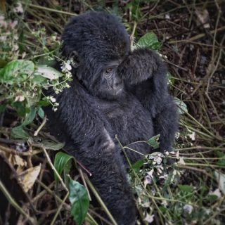 Luxury Gorilla Safari Bwindi Forest National Park