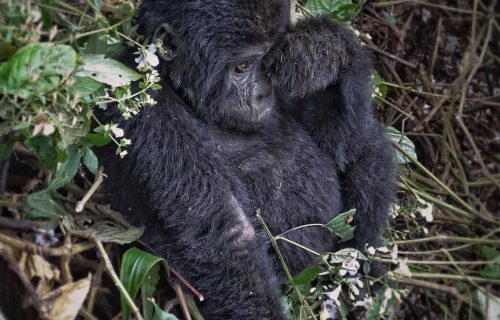 Luxury Gorilla Safari Bwindi Forest National Park