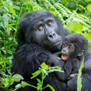 Luxury Gorilla Safari Bwindi Forest National Park