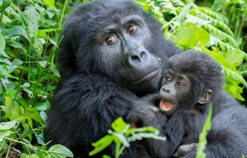 Luxury Gorilla Safari Bwindi Forest National Park