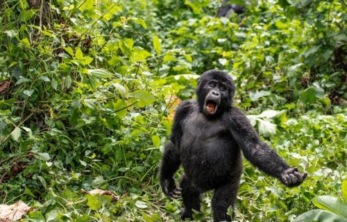 Luxury Uganda Gorilla Safari Bwindi