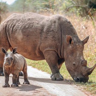 Rhino tracking in Uganda