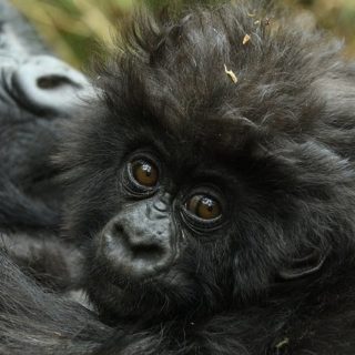 Rwanda Luxury Gorilla Tour