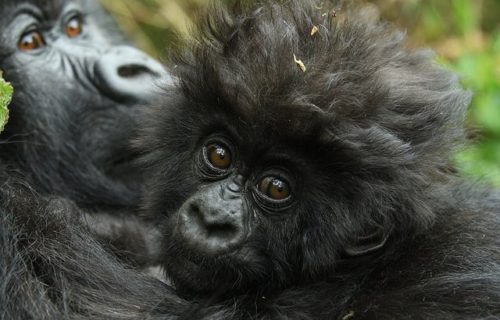 Rwanda Luxury Gorilla Tour