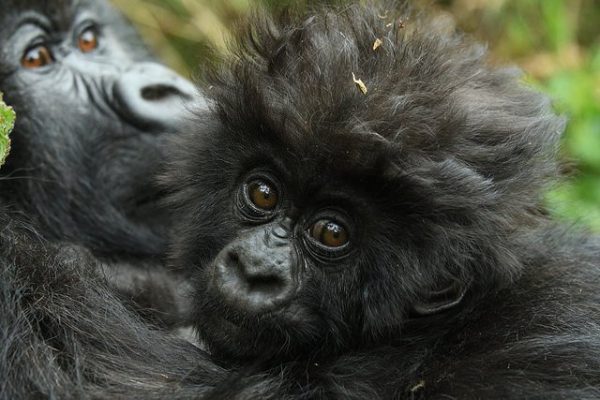 Rwanda Luxury Gorilla Tour