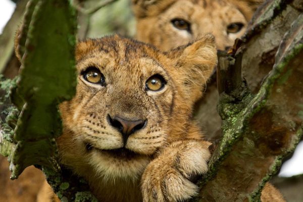 Uganda Wildlife Tours Uganda Wildlife Tours