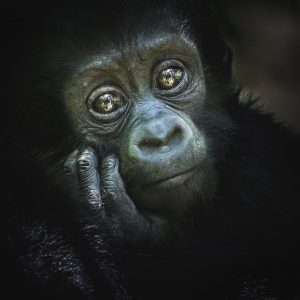 How Much Does it Cost to Go Gorilla Trekking in Uganda