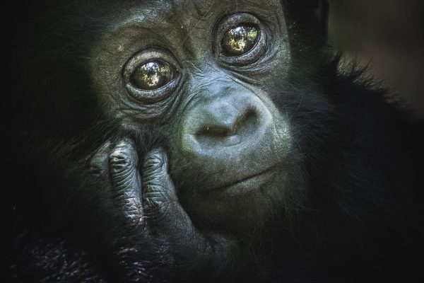 How Much Does it Cost to Go Gorilla Trekking in Uganda
