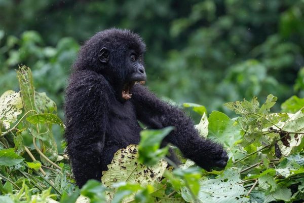 Kahuzi-Biega Gorillas