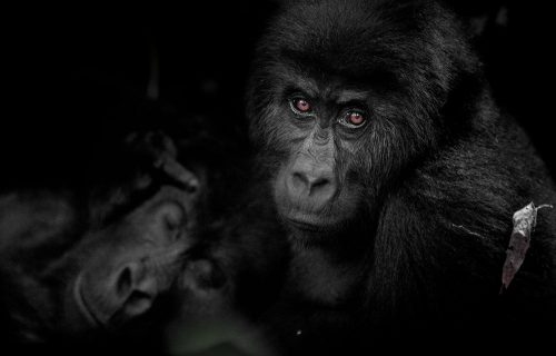 Kahuzi-Biega National Park - Congo Gorilla Trekking