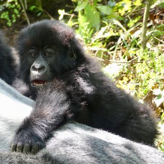 Mgahinga Gorilla National Park