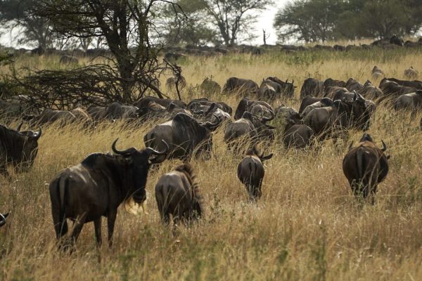 Elewana Serengeti Migration Camp