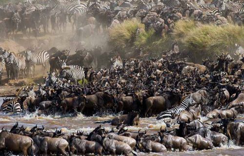 Great Wildebeest Migration Kenya