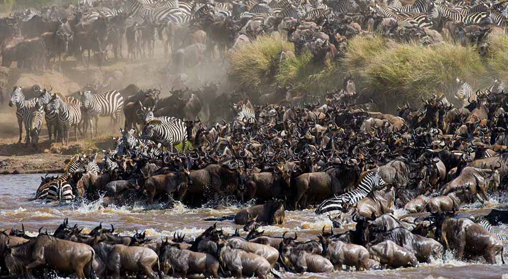 Great Wildebeest Migration Kenya
