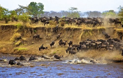 wildebeest-migration n Masai Mara