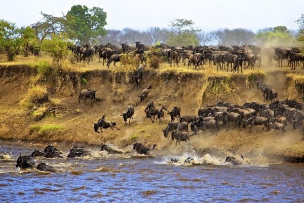 wildebeest-migration n Masai Mara