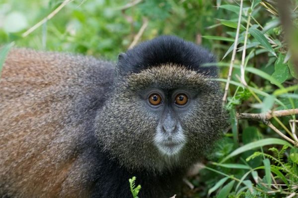 Golden monkey, Volcanoes National Park