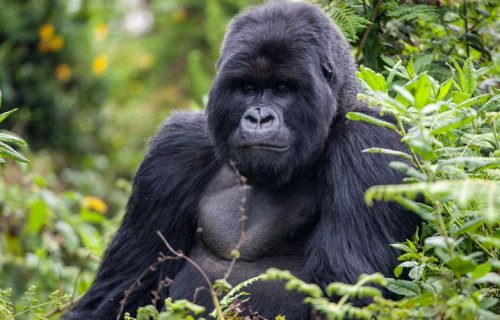 Gorilla Trekking in Rwanda