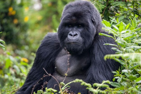 Gorilla Trekking in Rwanda