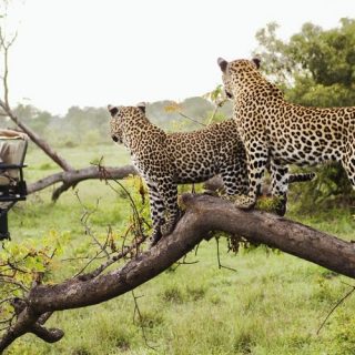 Viewing leopards on The Masai Mara safari
