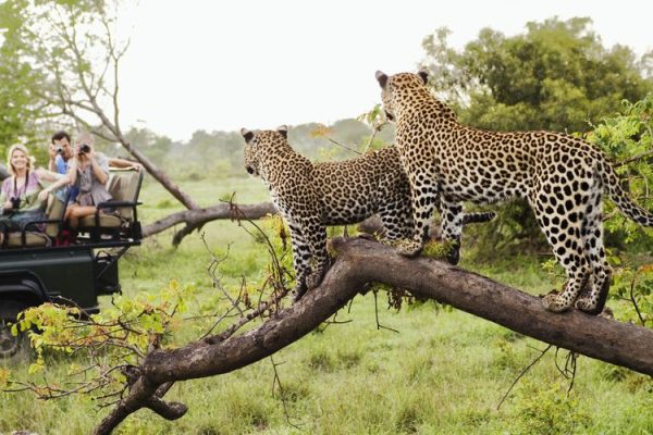 Viewing leopards on The Masai Mara safari