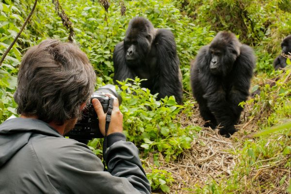 silverback gorillas