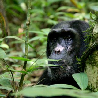 Chimpanzee Trekking in Kibale Forest National Park