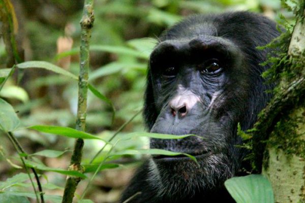 Chimpanzee Trekking in Kibale Forest National Park