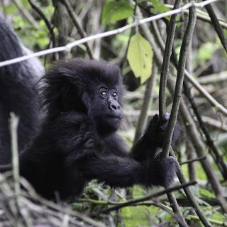 Chimpanzee Trekking in Rwanda.