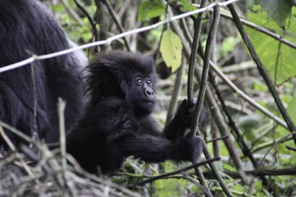 Chimpanzee Trekking in Rwanda. Chimpanzee Trekking in Rwanda.