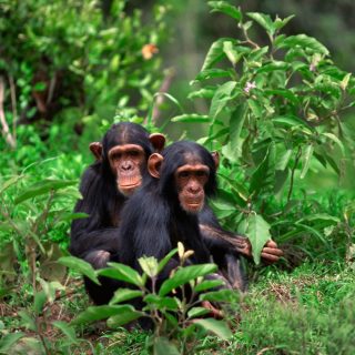 Chimpanzee Trekking in Rwanda.