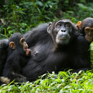 Chimpanzee Trekking in Kibale Forest National Park