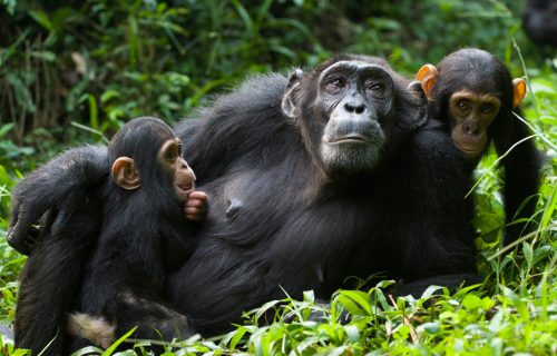 Chimpanzee Trekking in Kibale Forest National Park