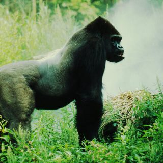 Eastern lowland or Grauer's gorilla (Gorilla beringei graueri)