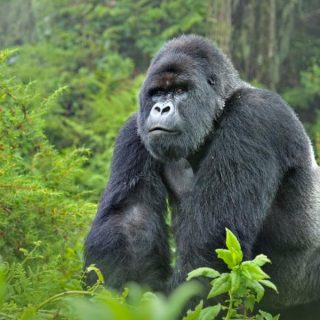 mountain gorilla