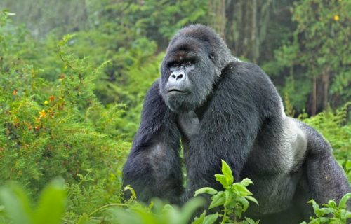 mountain gorilla