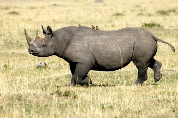 African Rhinoceros